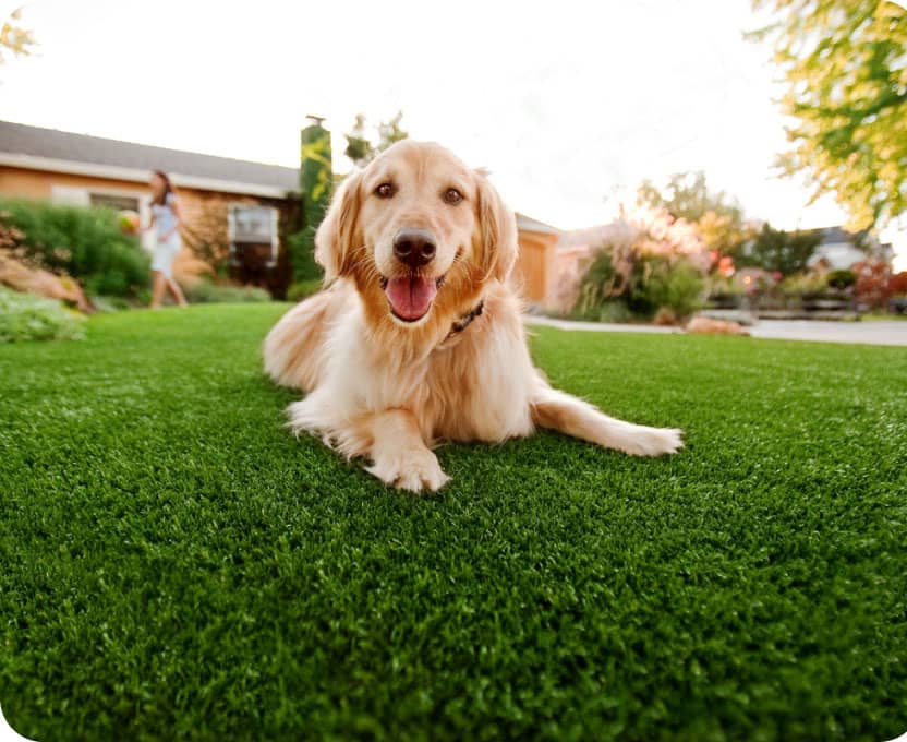 Pet turf